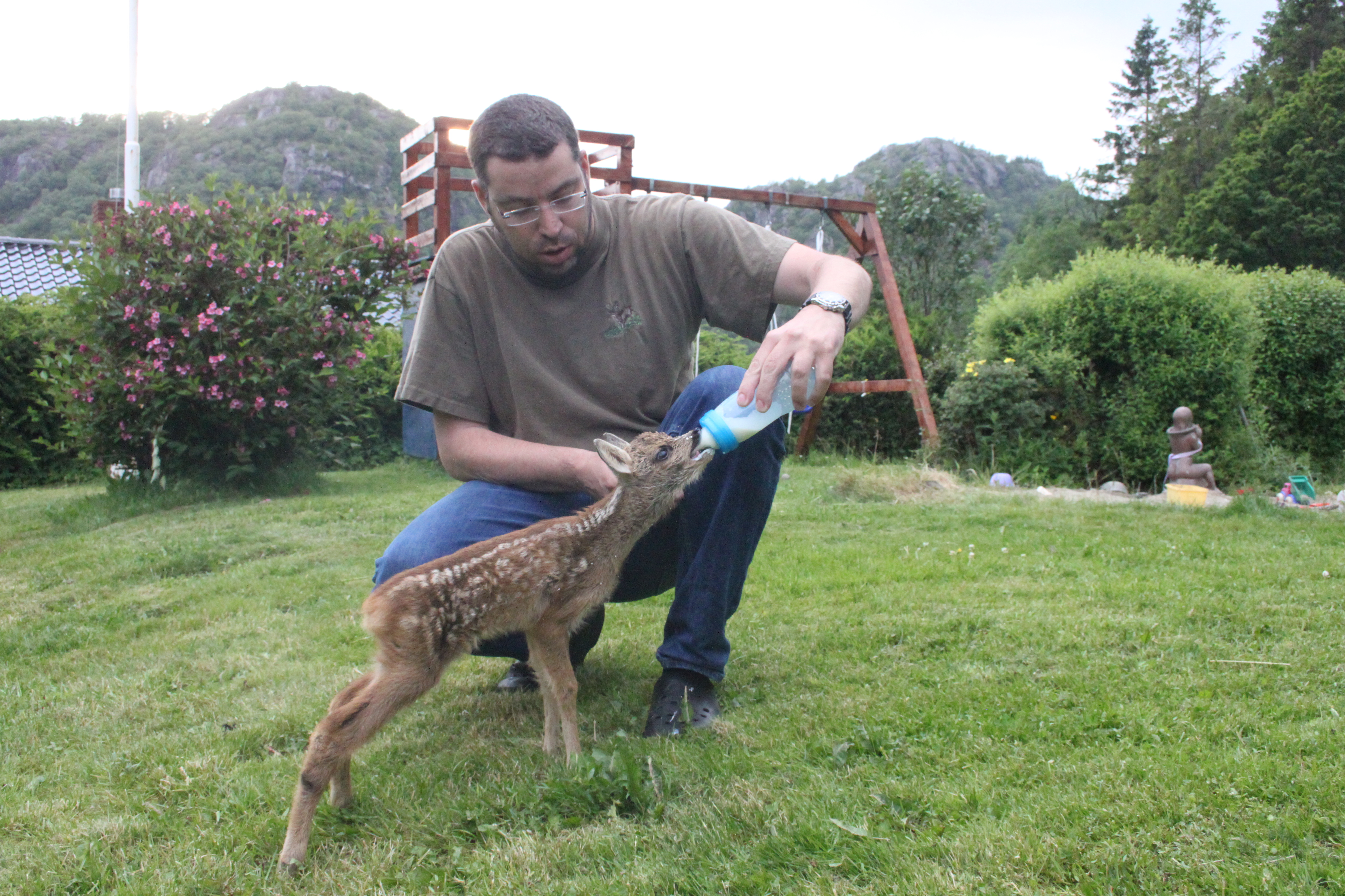 Rådyrkalven Janne blir matet av Aviv Livnat.