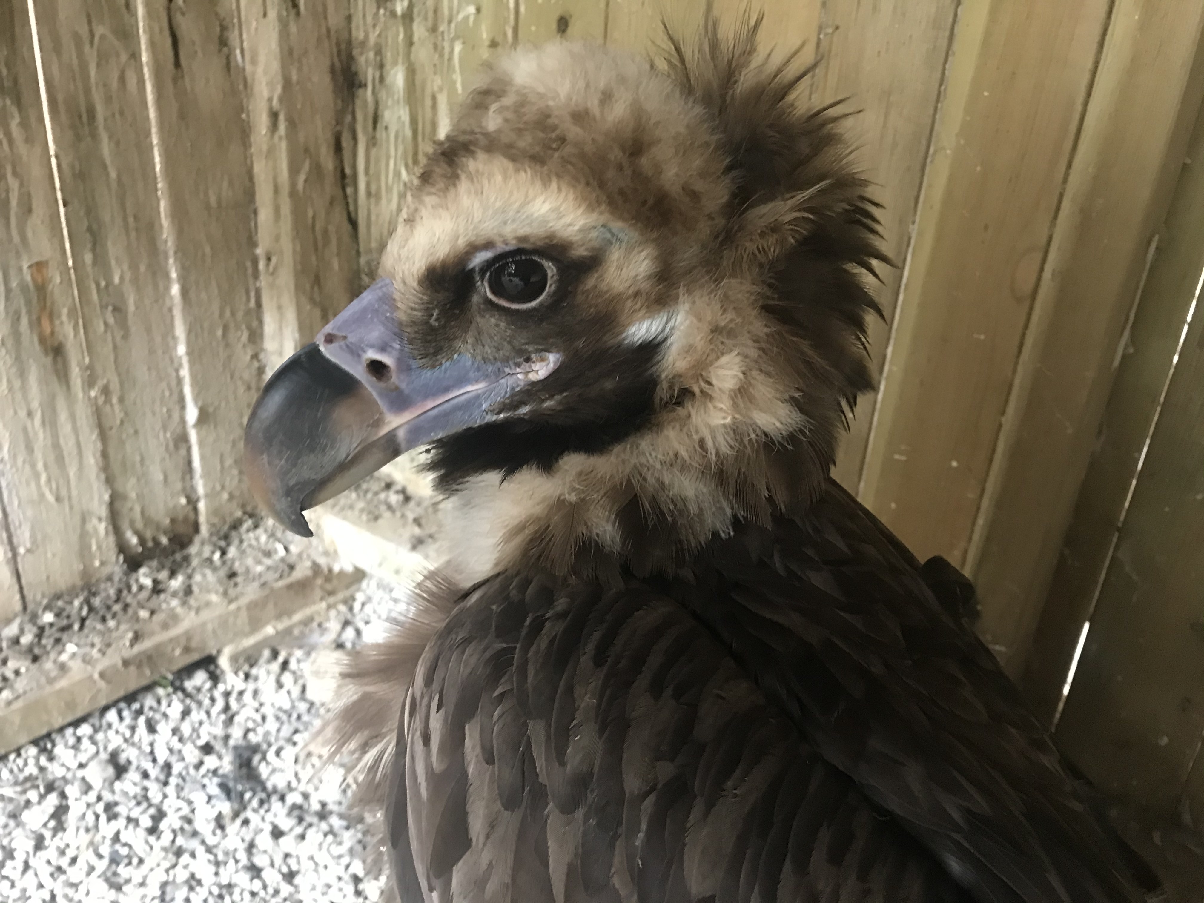 Gribben Brinzola ble kvestet i et vindkraftverk i Bjerkreim.