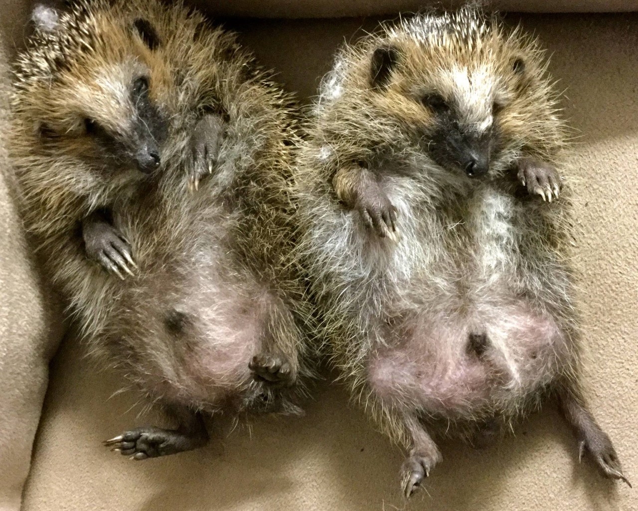 To pinnsvingutter. Foto Tone Lise Østbø