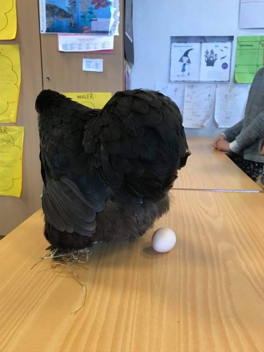 Høna Lillemor la egg på pulten