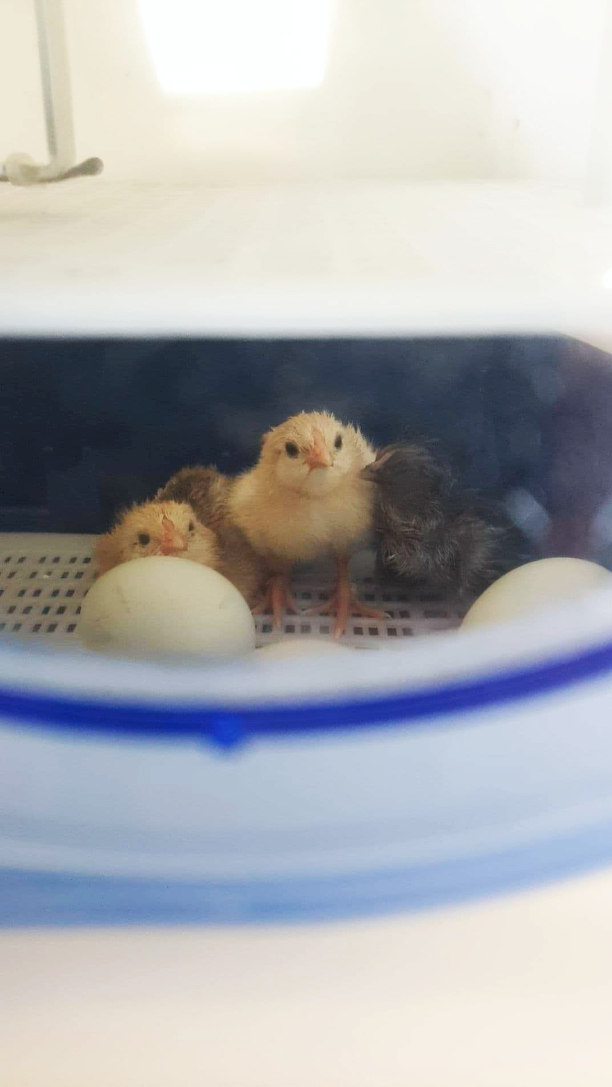 Fire bittesmå kyllinger i rugemaskinen