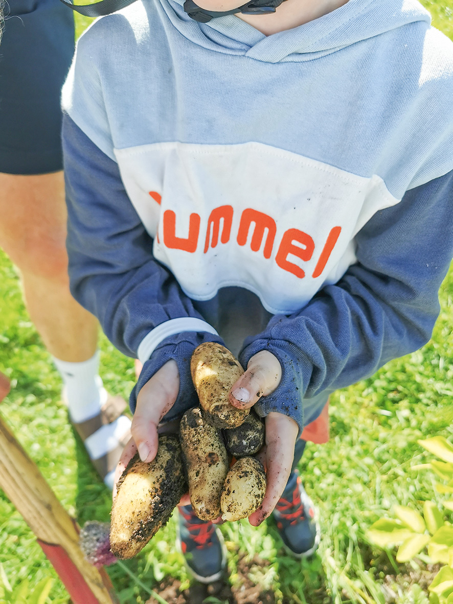 Se her, så store og fine potetene ble!