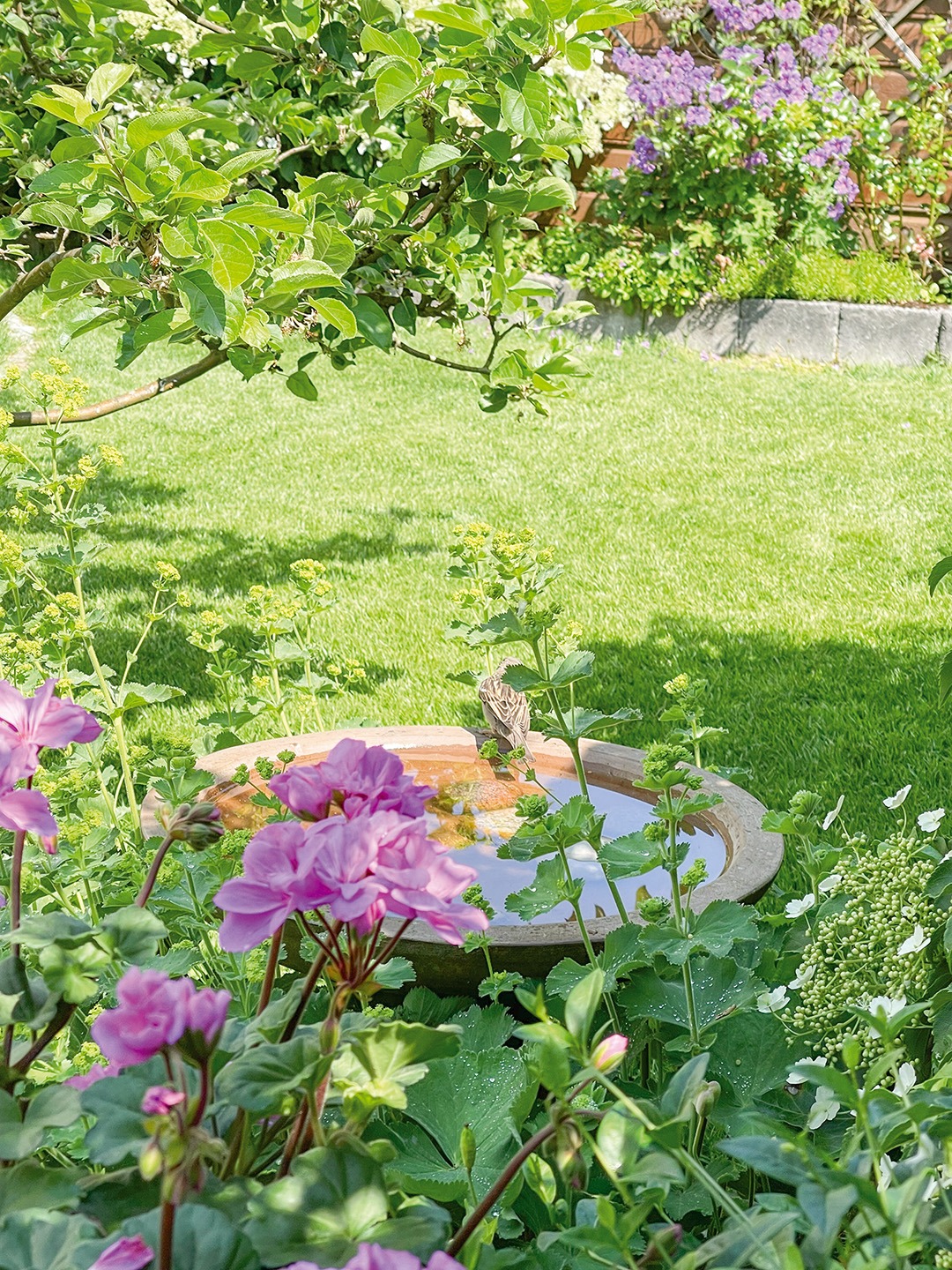 – Når en har litt liten hage kan det være lurt å holde seg til en begrenset fargeskala. Jeg liker rosa- og lilla nyanser, og prøver unngå rødt og oransje, sier Tone. Privat foto 2023.