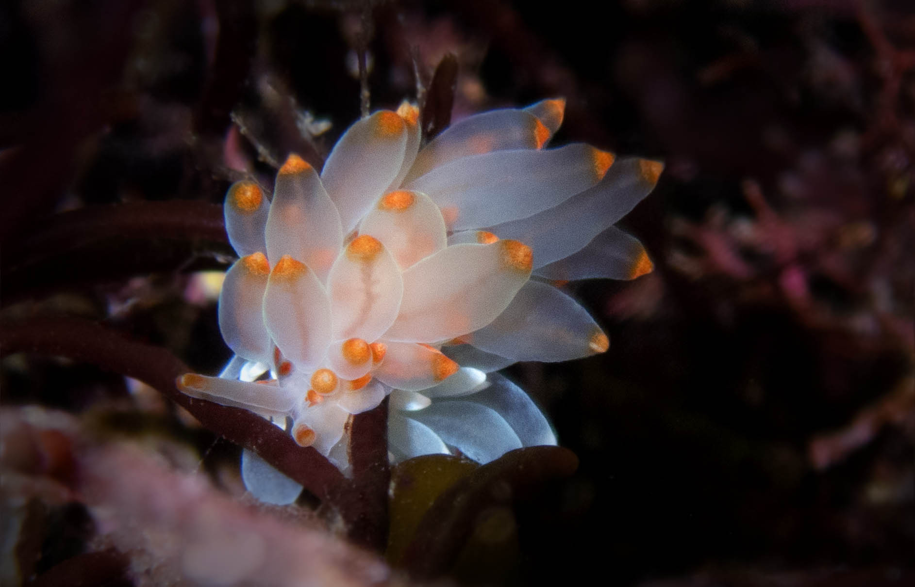 Nakensnegl - bildet er tatt rett utenfor bryggekanten av Elisabeth Tønnessen