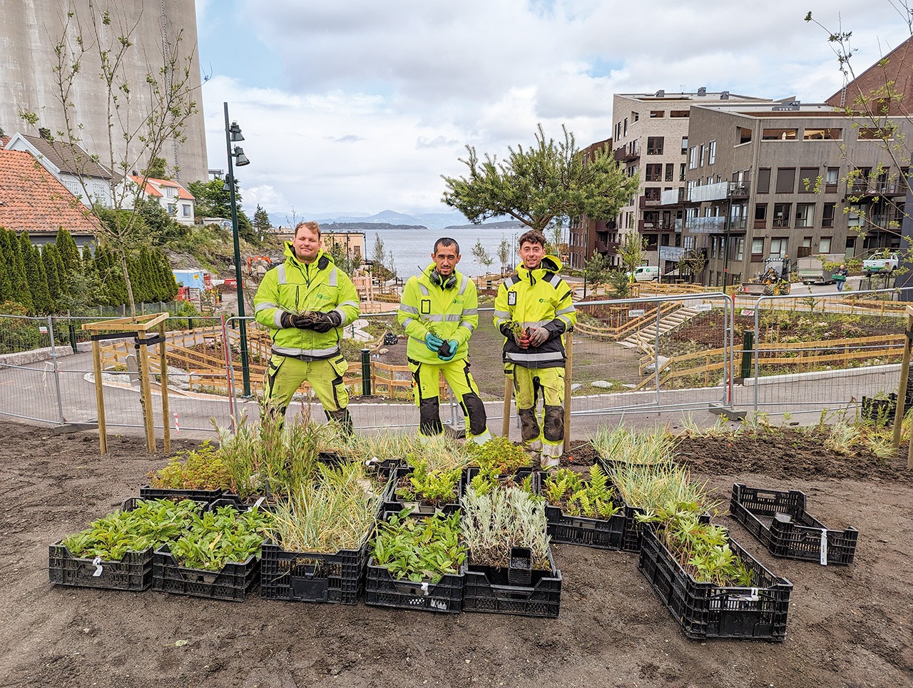 Mantas, Kamil og Airidas fra Bjørns hage og anlegg har det travelt. 8000 planter pluss busker og trær skal på plass i den nye parken som strekker seg fra Støperigata og ned til sjøen