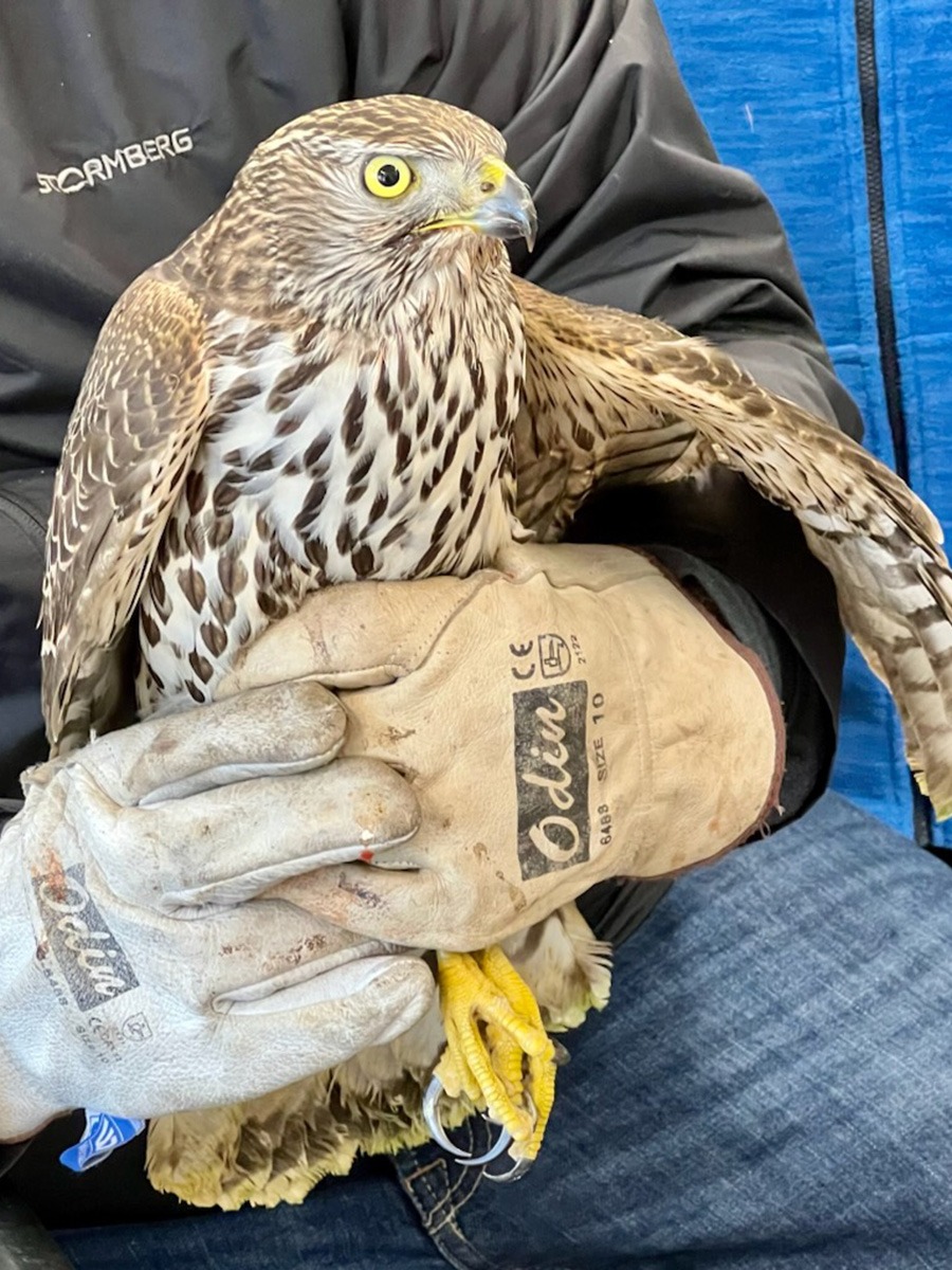 Rovfugler er hans favoritter. Aviv holder en ung hønsehauk. Foto Tone Lise Østbø