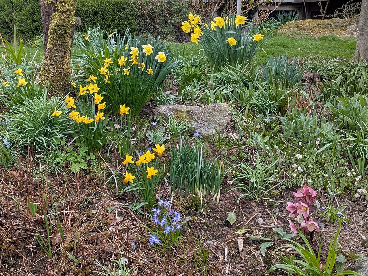 Vårblomstrende bed på Sørnestunet. Foto Sigrid Bækholt