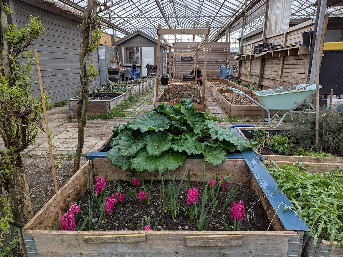 Elevene dyrker også grønnsaker. Bak vakre blomster står bugnende rabarbra. Foto Sigrid Bækholt