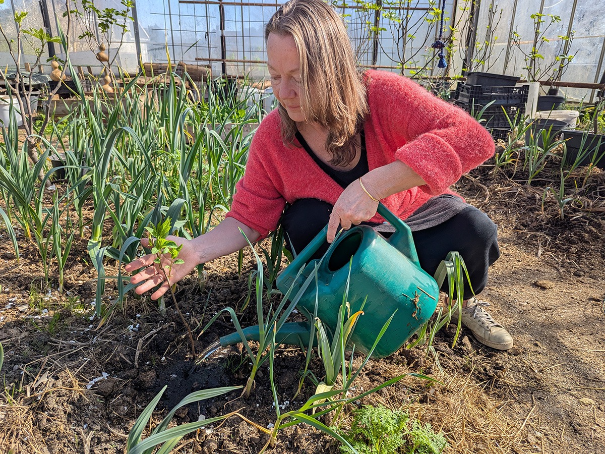Tone Lise viser fram sitt orientalske Persimmon-tre omkranset av enorme planter med elefanthvitløk og mengder av fikentrær. Foto Sigrid Bækholt