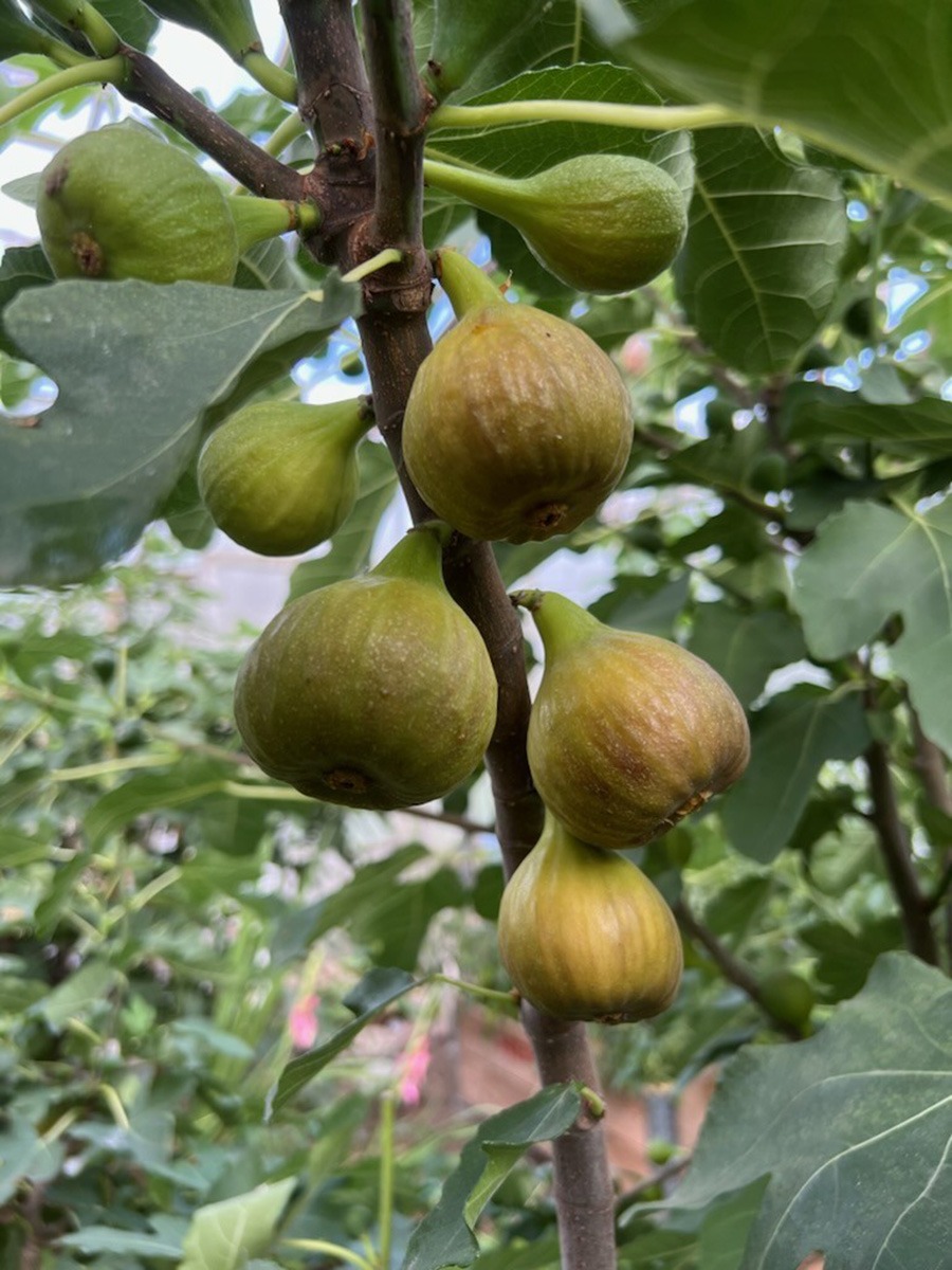 Fikentre. Foto Tone Lise Østbø