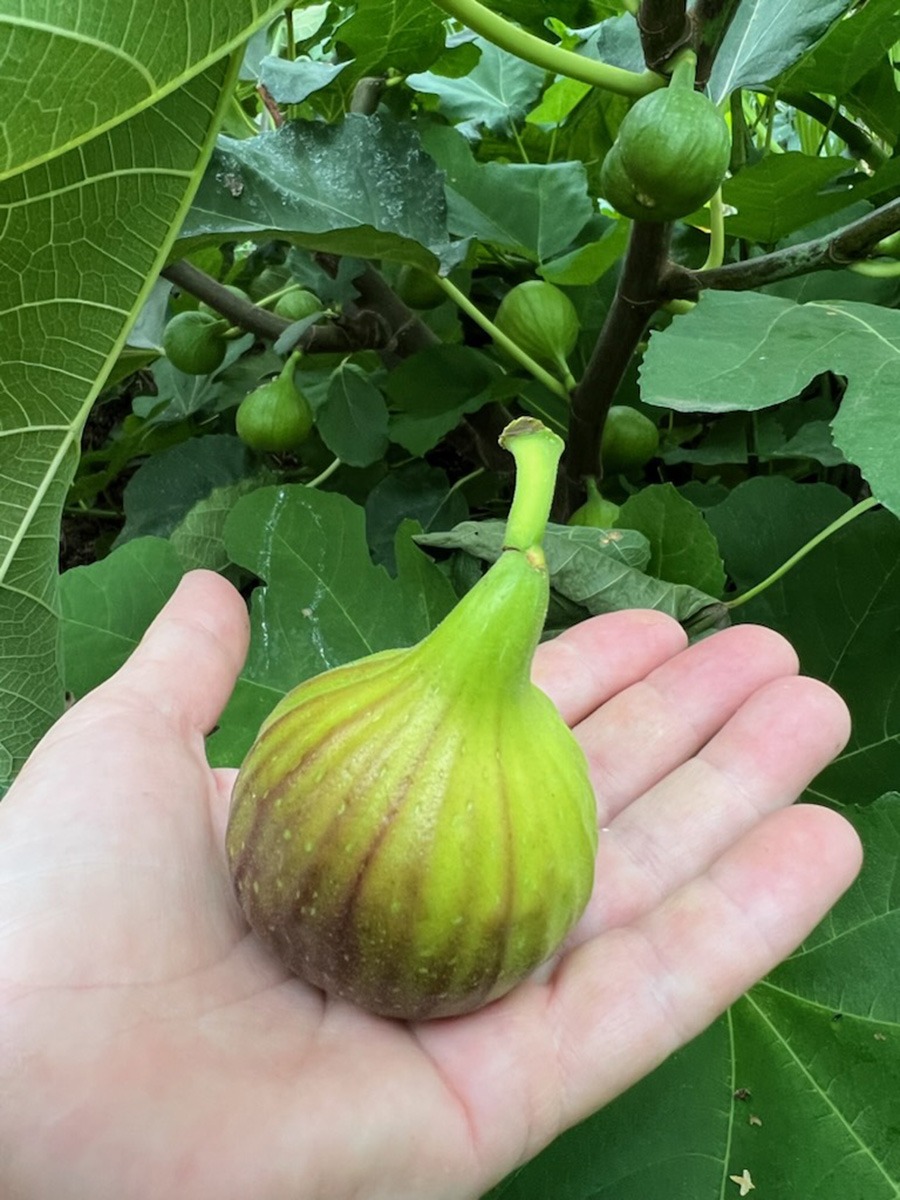 Tone Lises svære fiken. Foto Tone Lise Østbø