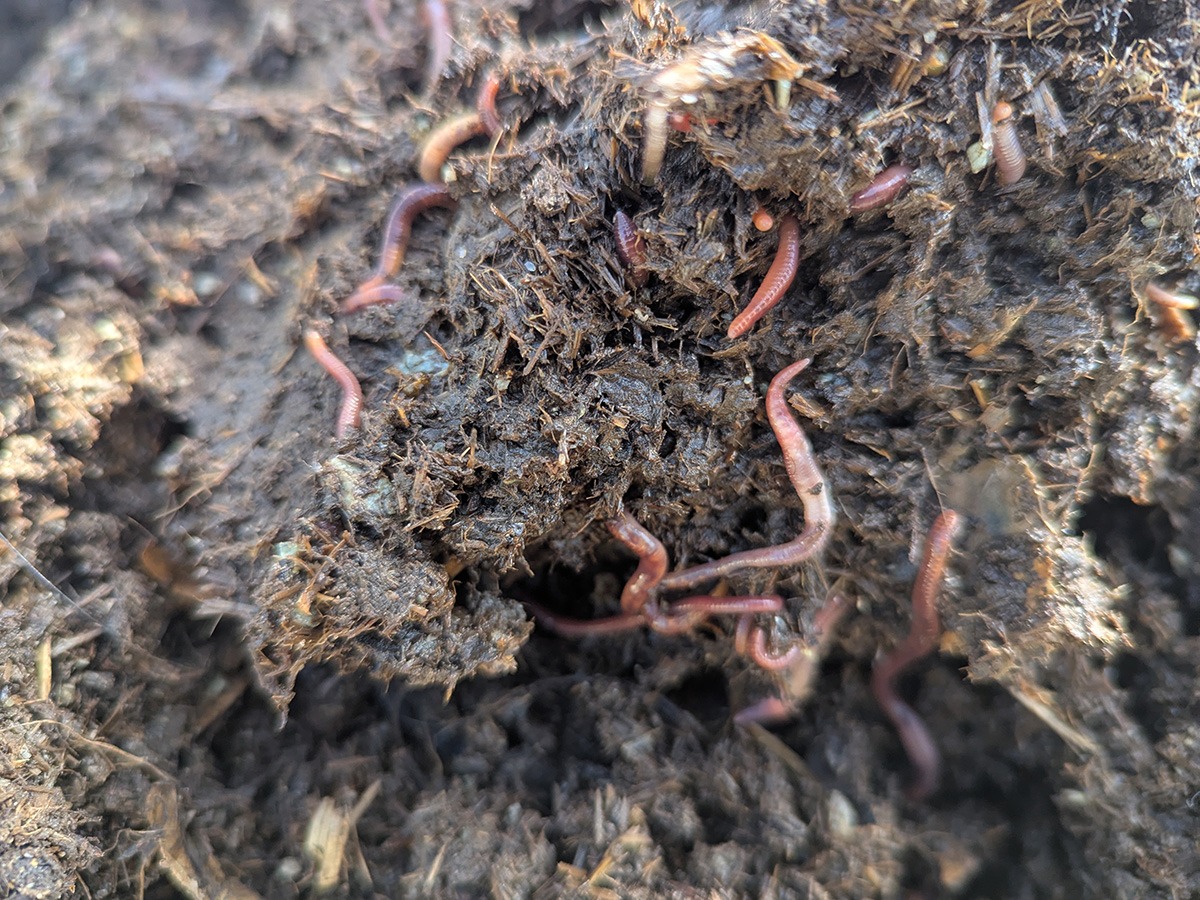 Makketypen heter Red Wiggler. Foto Sigrid Bækholt