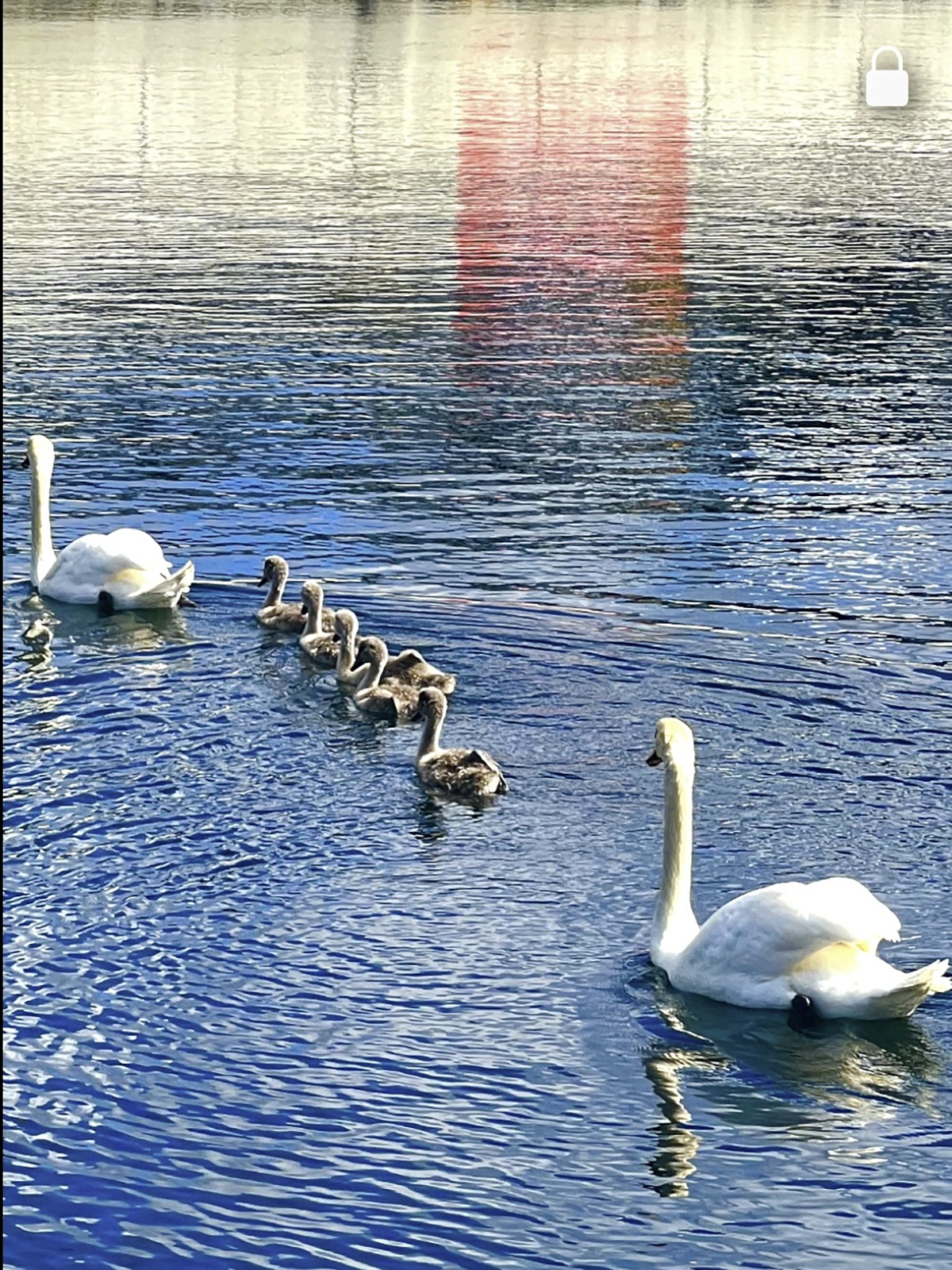 I år kom dei forsyne meg svømmande på lang rekkje med fem ungar mellom seg.