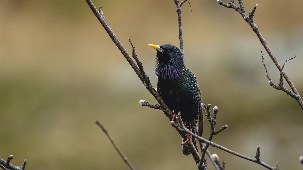 Stæren flyttet inn på Store Marøy sammen med villsauene. Foto: Espen Mills