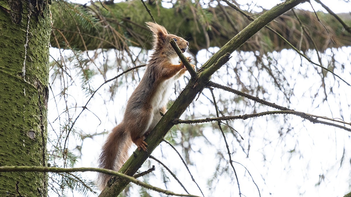 Ekorn er ikke omtalt som en dyktig svømmer. Men det må den ha gjort, ekornet som dukket opp i granskogen på Marøy i april 2023. Foto: Espen Mills
