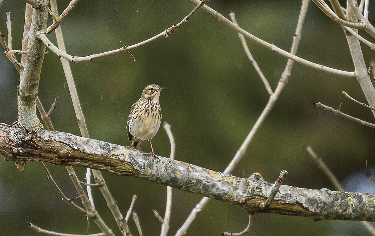 Der det er lynghei er det også heipiplerke. Marøy har to til hekkende par. Foto: Espen Mills