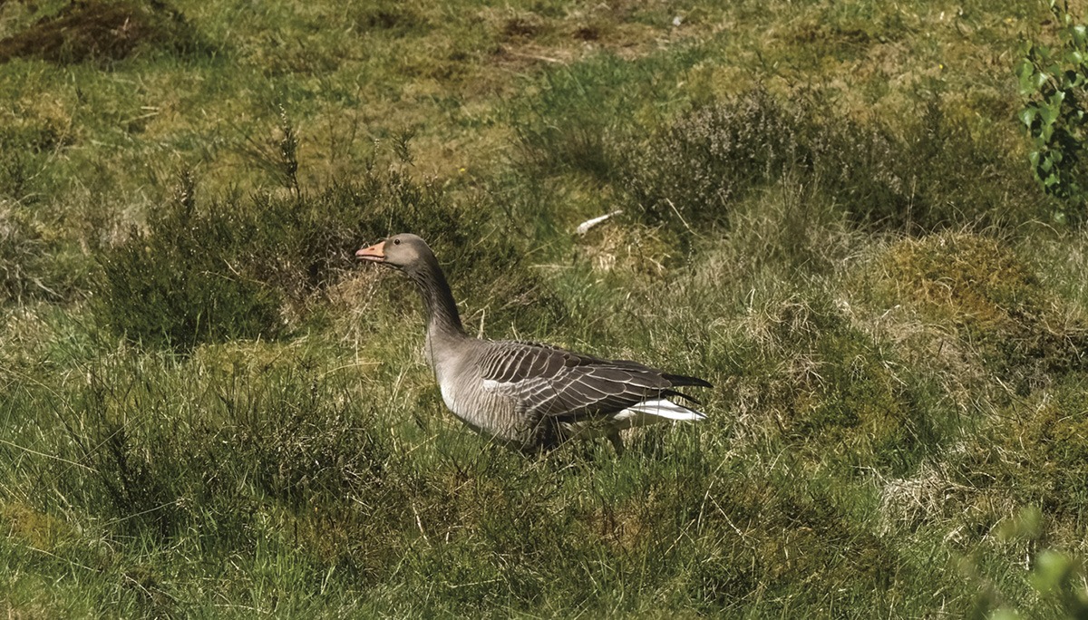 Grågåsa kom til Marøyene som hekkefugl for ti til femten år siden. Foto: Erik Thoring