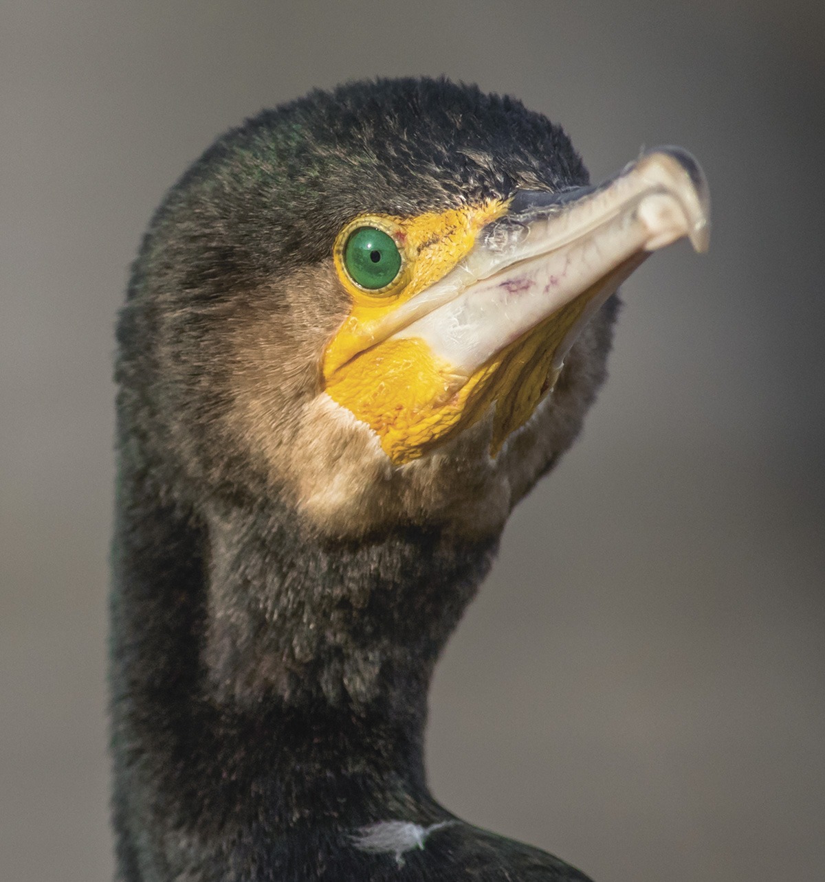 Storskarv er alltid å se på de små holmene ved innseilinga til Store Marøy. Det er en art som har vært i sterk vekst de siste 20-30 årene. Foto: Stein Johan Warland.