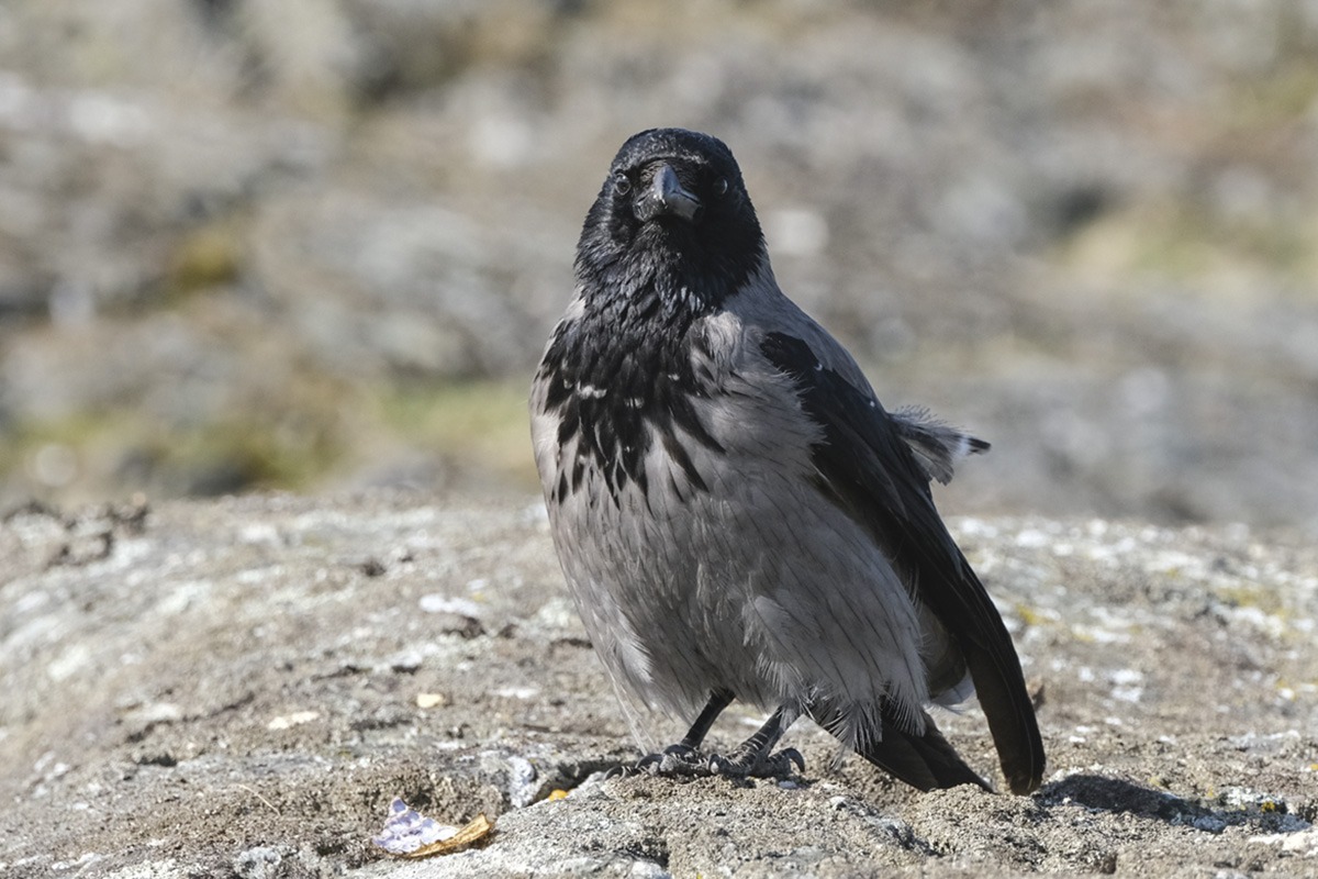 Her er selveste Marøykråka! Om vinteren får den selskap med kråkegjenger som raider holmene for alt som kan være spiselig. Foto: Erik Thoring